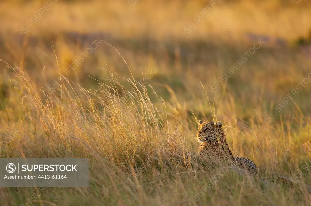 Leopard lying in tall grass Masai Mara Kenya