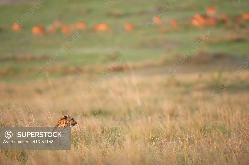 Leopard in the tall grass and antelopes Masai Mara Kenya