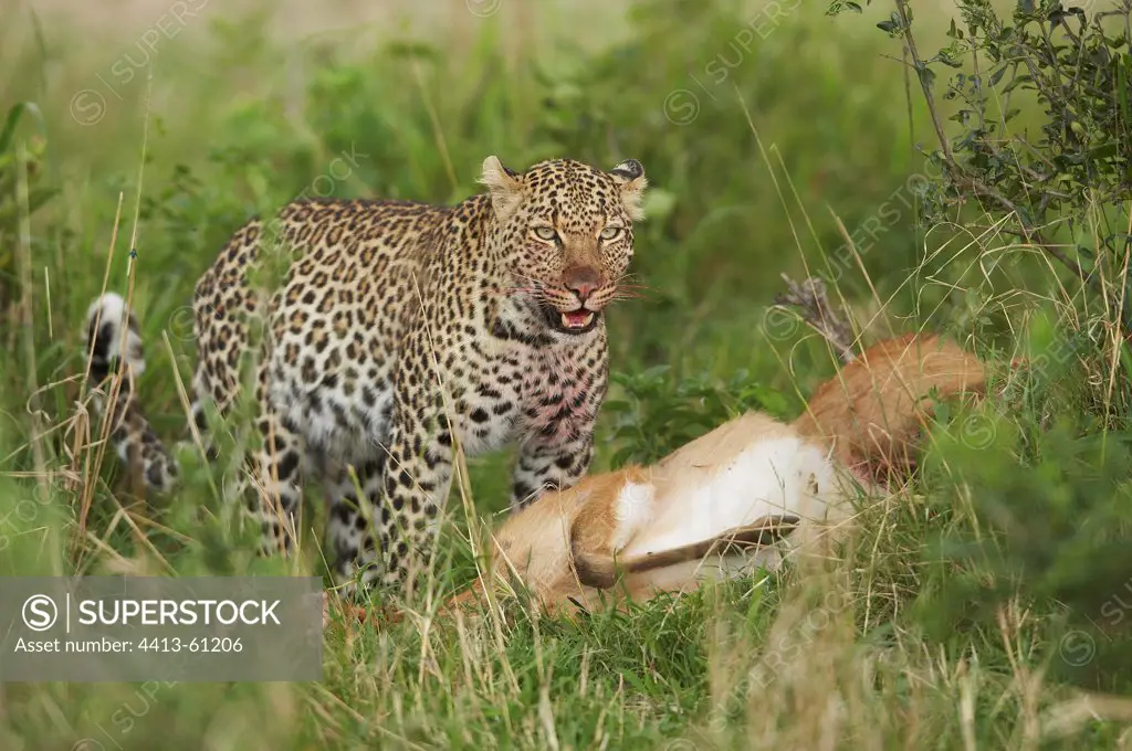 Leopard and prey in the grass Masai Mara Kenya