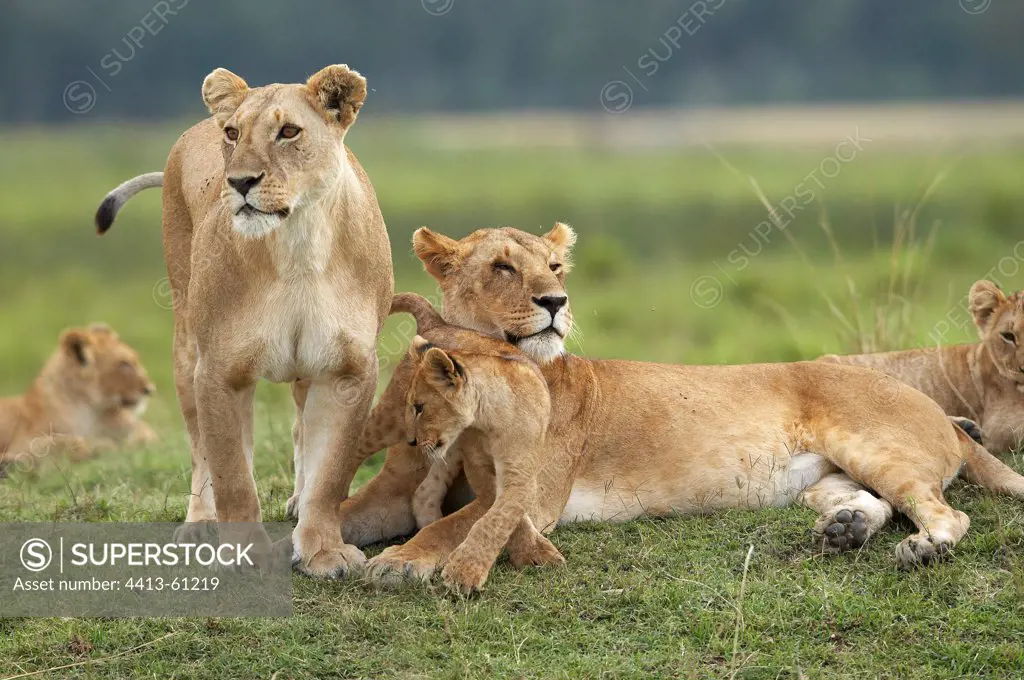 Lionesses and cubs resting Masai Mara Kenya