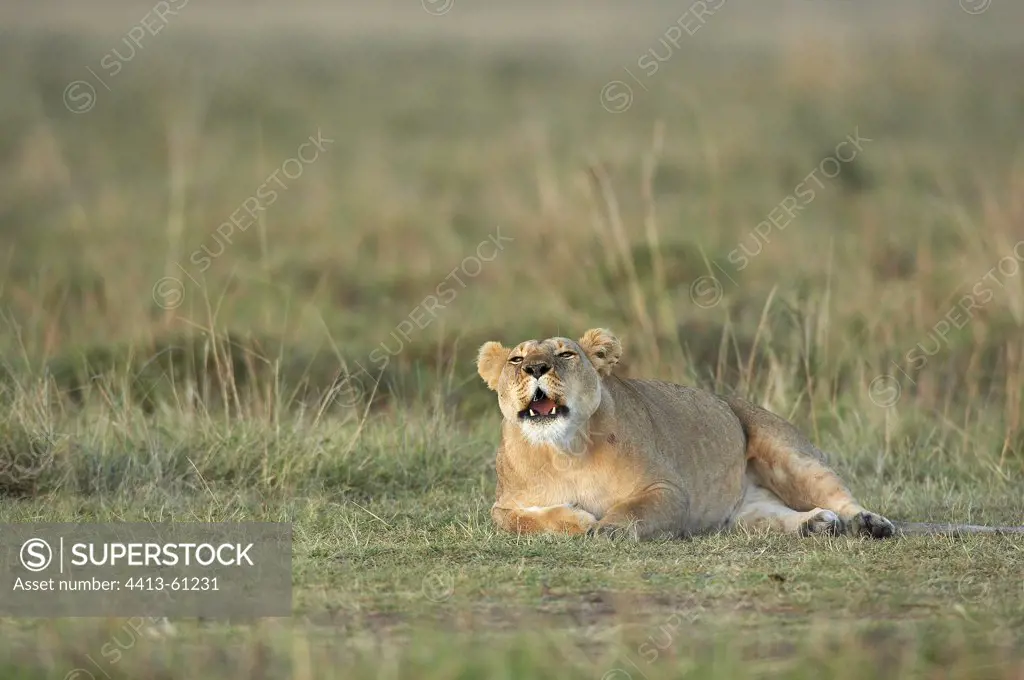 Lioness in heat calling Masai Mara Kenya