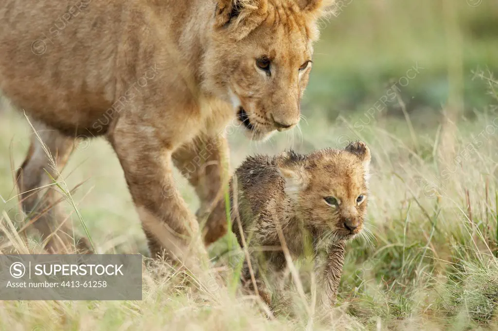 Young Lion and cub Masai Mara Kenya
