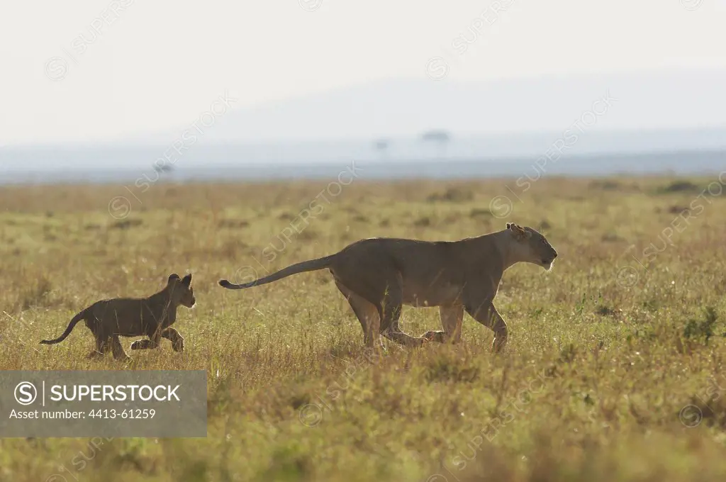 Lioness and her cub running in savanna Masai Mara Kenya