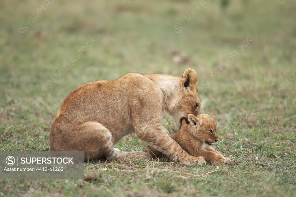 Young Lion with a cub Masai Mara Kenya