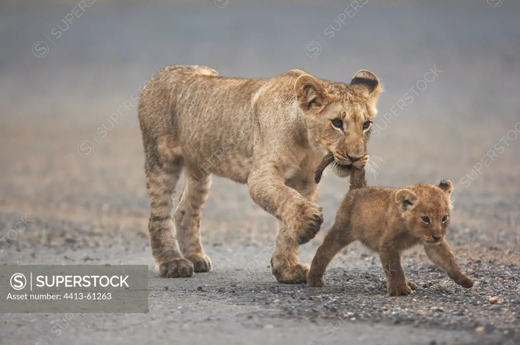 Young Lion walking with a cub Masai Mara Kenya