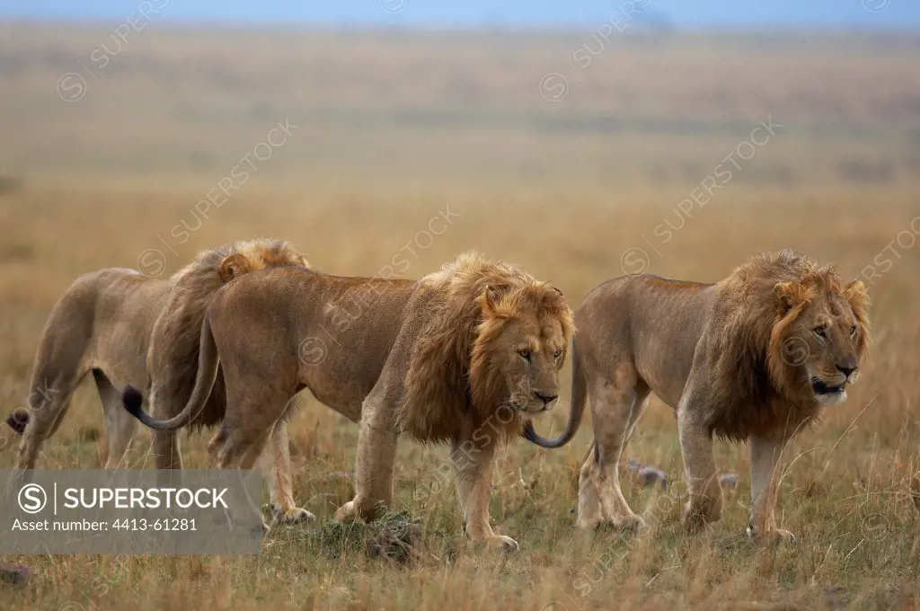 Lions walking in the savannah Masai Mara Kenya