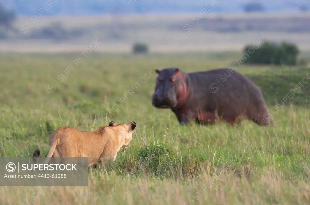 Lioness facing a hippopotamus in the savanna Masai Mara