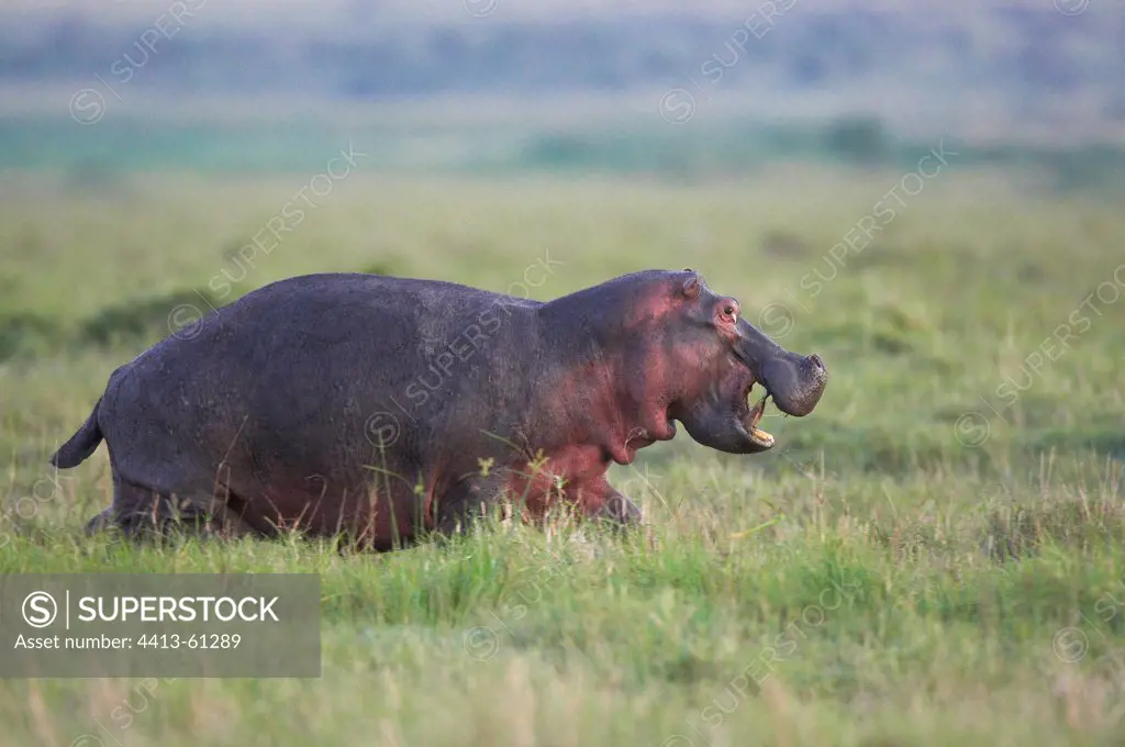 Hippopotamus face of a lion in the Masai Mara savanna