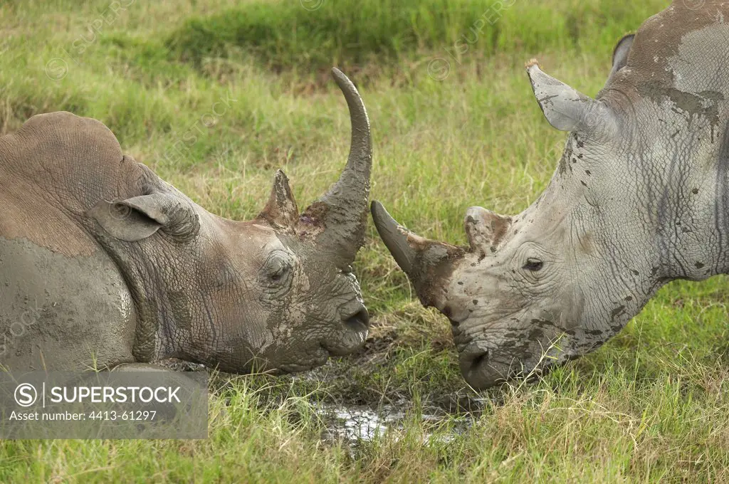 Face to face white rhinoceros Nakuru Kenya