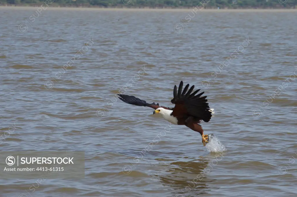 African Fish Eagle fishing Lake Baringo Kenya