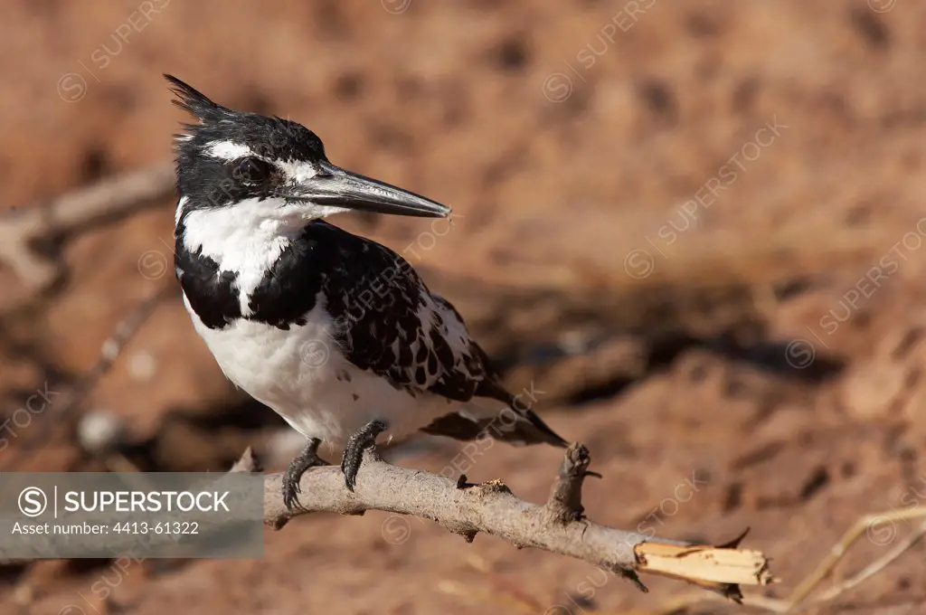 Pied Kingfisher on a branch Botswana