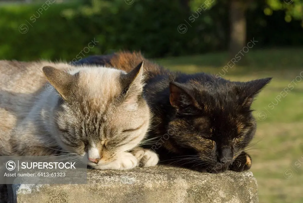 Mating pair of European cats sleeping next to each other