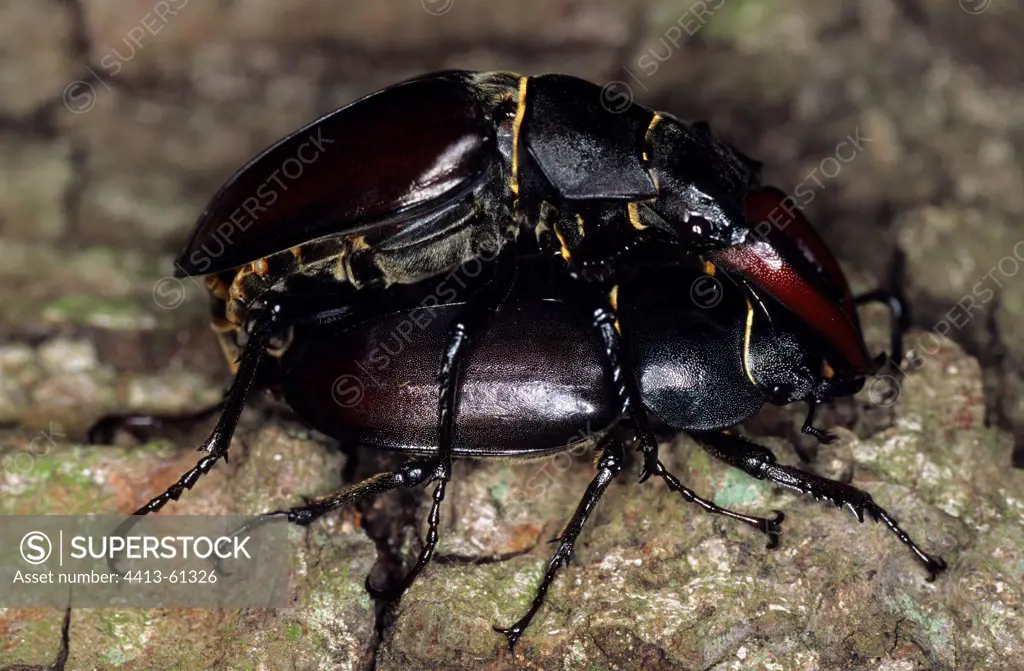 Mating of Stag Beetles Creuse France