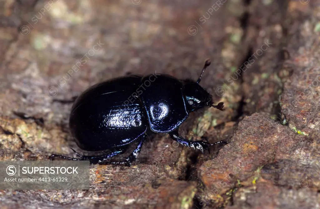Dung Beetle walking on the ground in Rambouillet forest