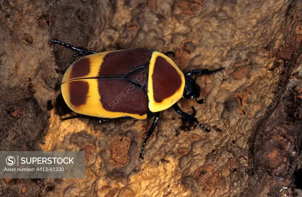 Colorful Hairy Beetle walking on a trunk DR of Congo