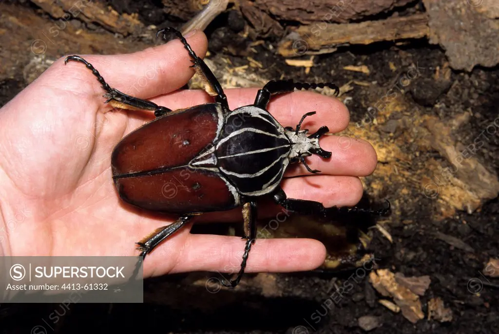 Male Goliath motionless on a hand Mount Cameroon