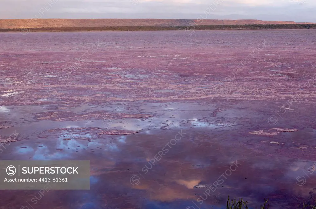 Pink color due to Archaea Lake Magadi Kenya