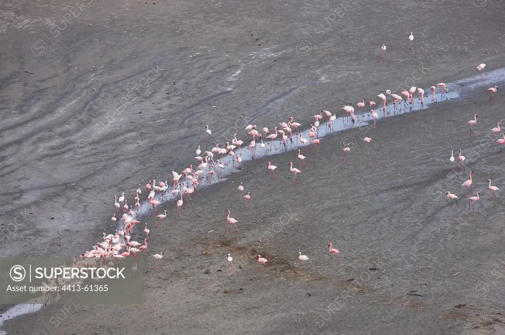 Dwarf flamingos on Lake Magadi Rift Valley Kenya