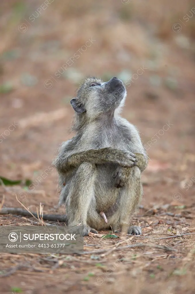 Young Yellow Baboon male sitting on ground Tsavo Kenya