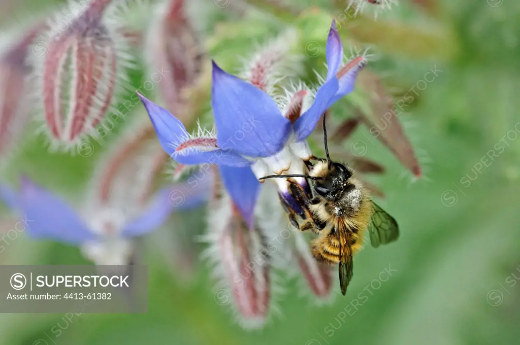 Bee gathering nectar on a Borage flower in spring France