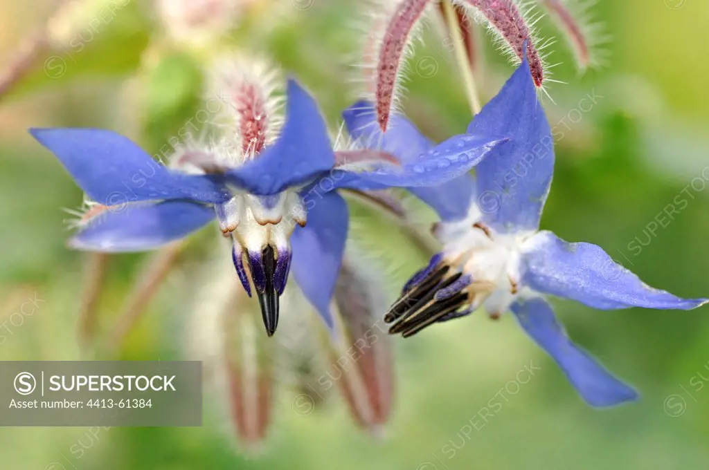 Borage flowers in spring Corrèze France