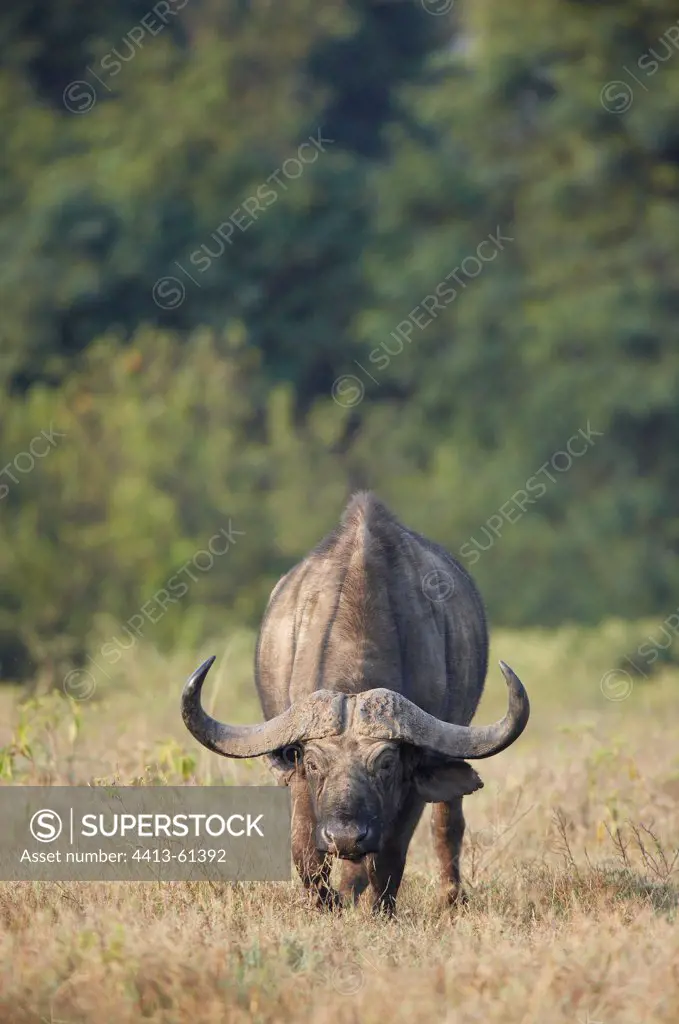 Cape Buffaloe Nakuru National Park Kenya