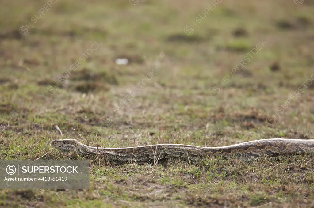 African Rock Python crawling in the grass Masai Mara Kenya