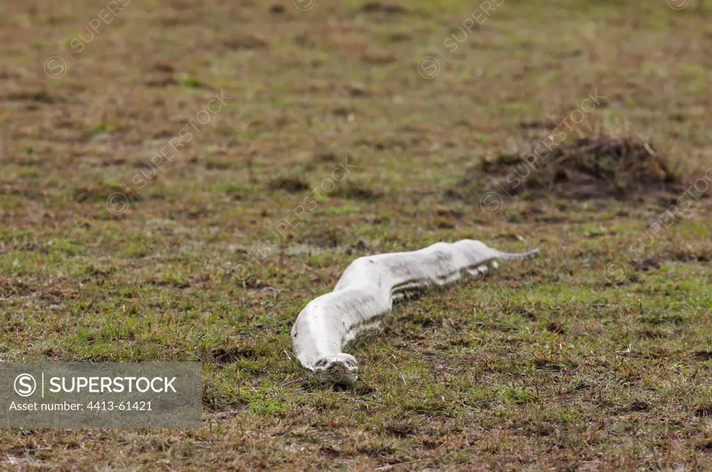 African Rock Python crawling in the grass Masai Mara Kenya