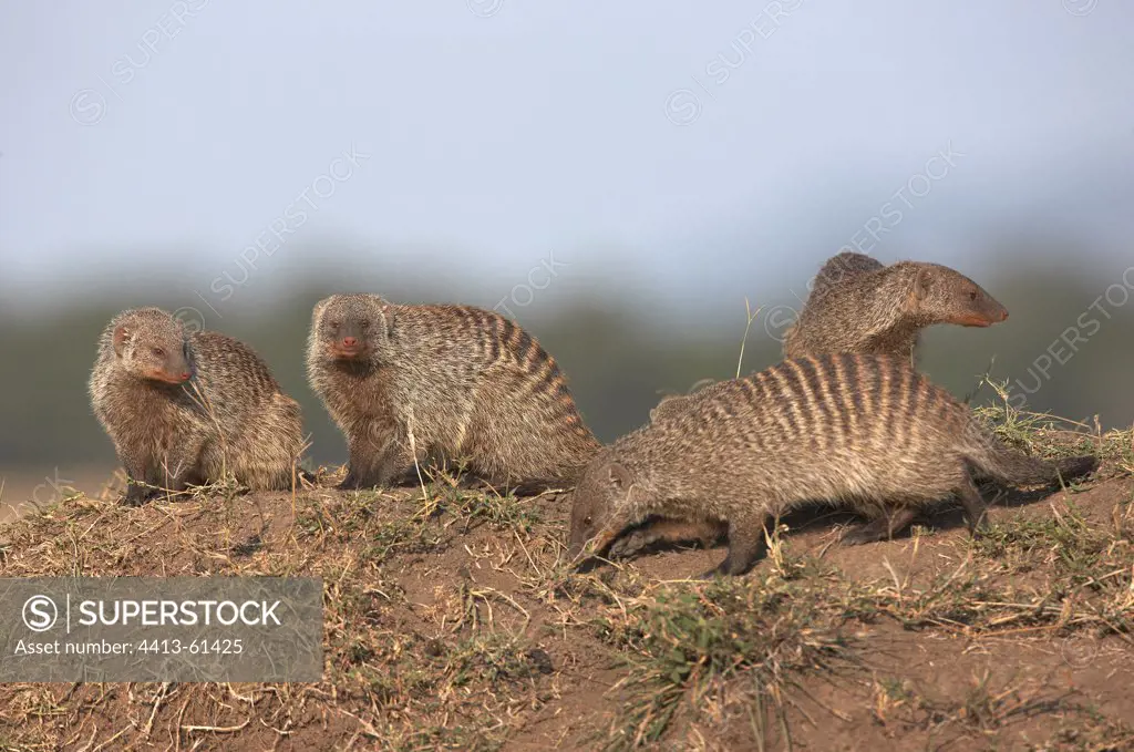 Banded mongoose curious Masai Mara Kenya