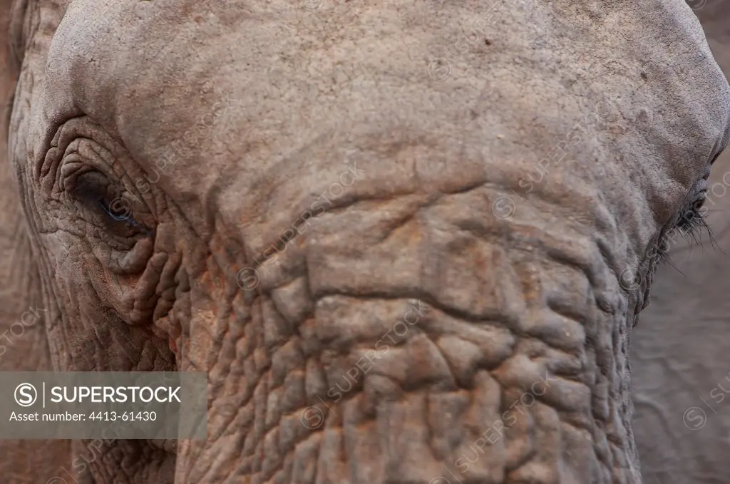 Close-up of an African elephant Tsavo Kenya