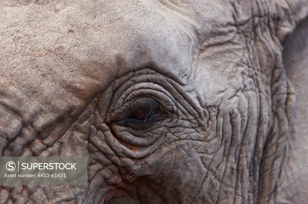 Close-up of an African elephant Tsavo Kenya