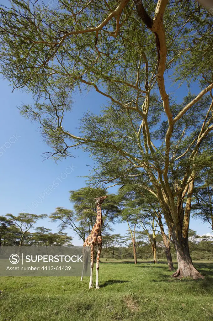 Rothschild giraffe eating foliage Nakuru Kenya
