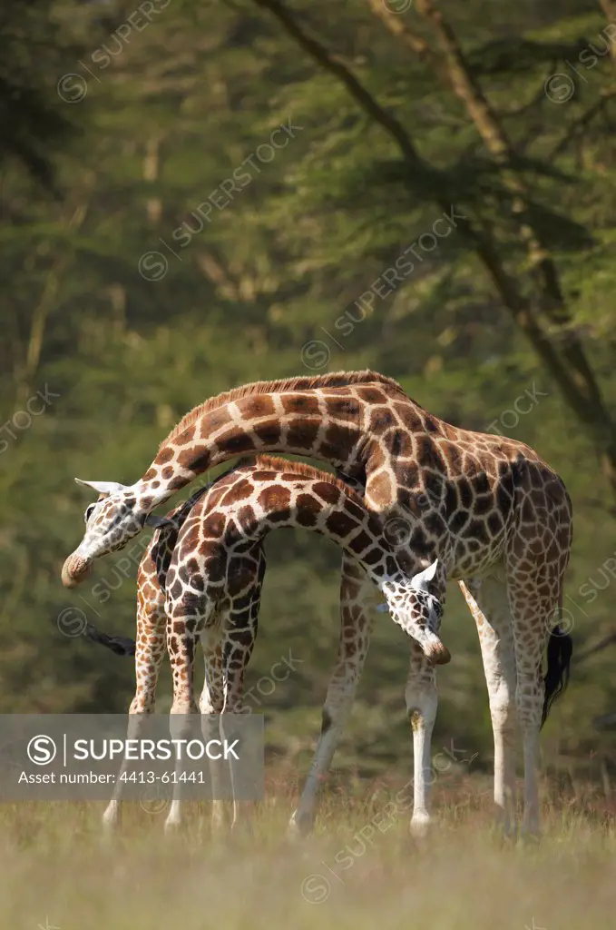 Rothschild giraffe couple Nakuru Kenya