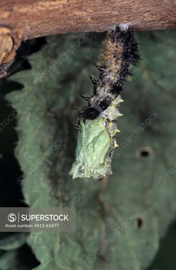 Small Tortoiseshell caterpillar during pupation Creuse