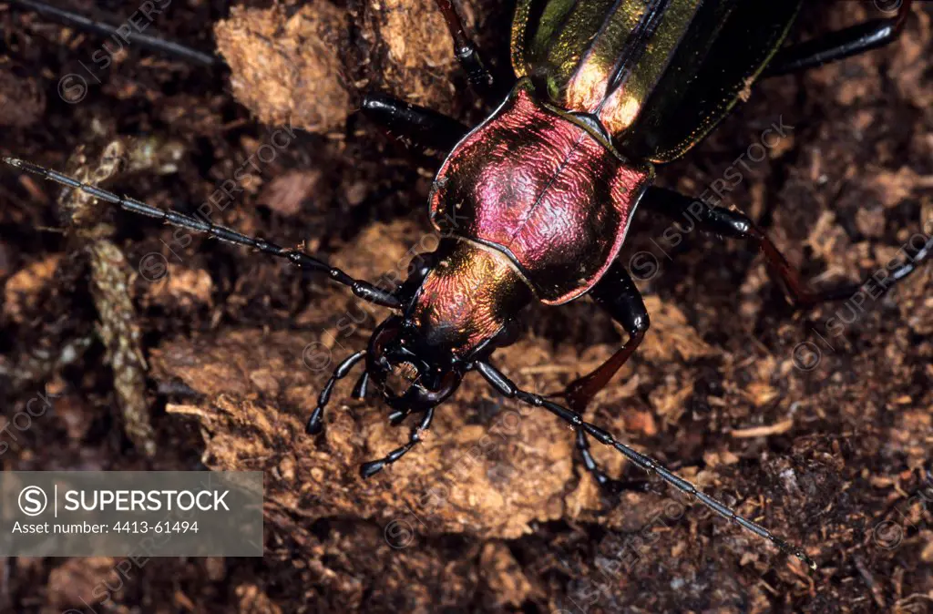 Portrait of a Ground Beetle walking in an undergrowth