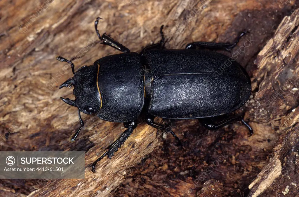 Female Lesser Stag Beetle on a rotting wood Creuse France