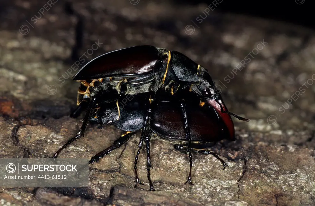 Coupling of Stag Beetles Les Chambons France