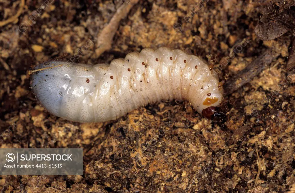 Hairy Beetle larvae in a rotting stump DR of Congo
