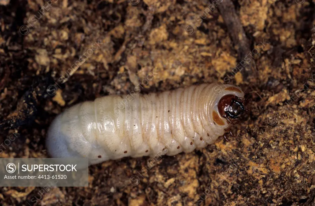 Hairy Beetle larvae in a rotting stump DR of Congo