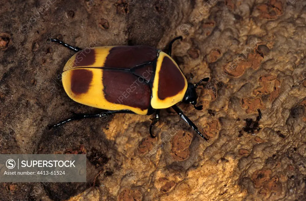 Colorful Hairy Beetle walking on a trunc DR of Congo