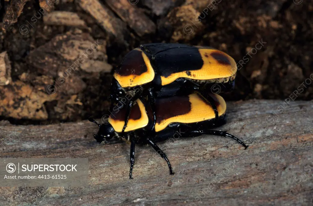 Mating of Hairy Beetles on a dead wood DR of Congo