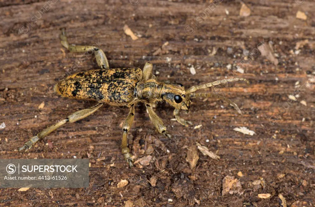 Longhorn Beetle camouflaged walking on wood Fontainebleau