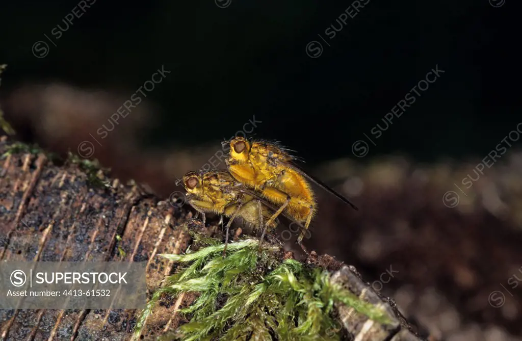 Mating of Common Yellow Dung Flies in a meadow Creuse