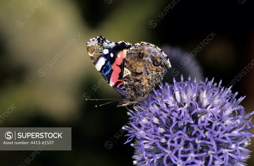 Red Admiral gathering nectar on a Thistle inflorescence