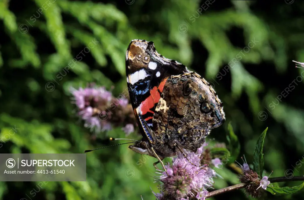 Red Admiral gathering nectar on a Mint flower Bailly-Carrois