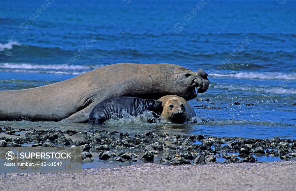 Family of Southern Elephant Seals on a beach Argentina