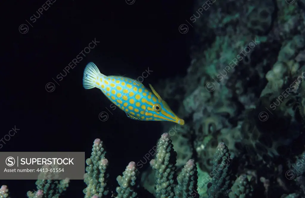Filefish swimming Madagascar Indian Ocean