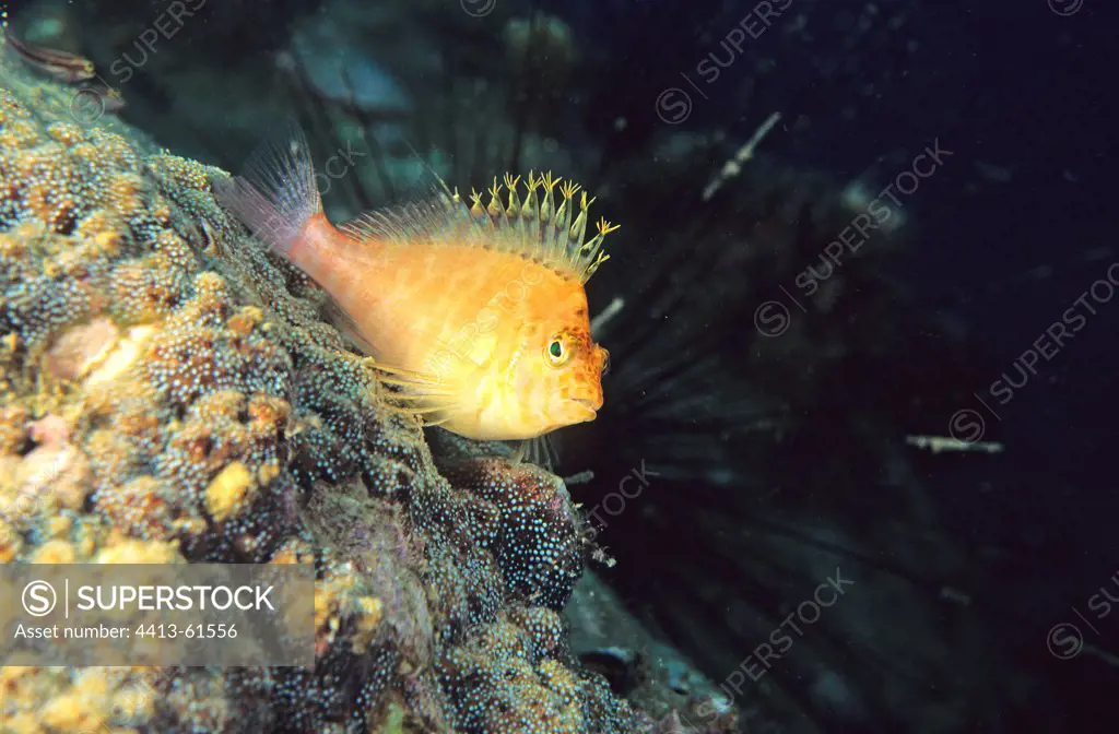 Golden Curlyfin on a coral reef Vietnam