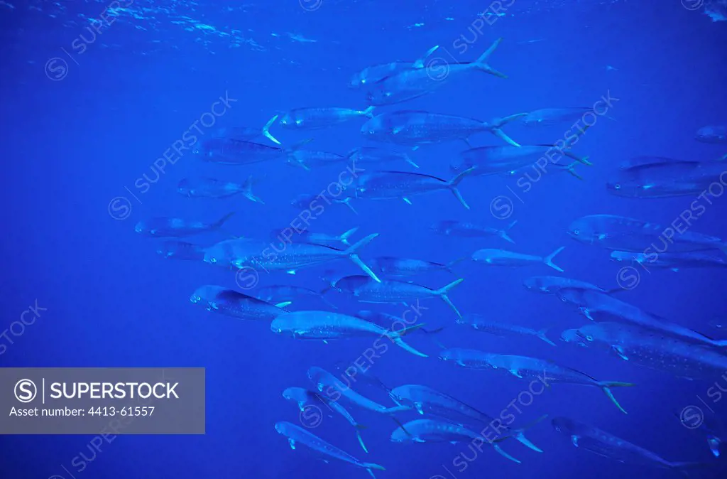 School of Dolphin Fishes swimming in the Azores Portugal