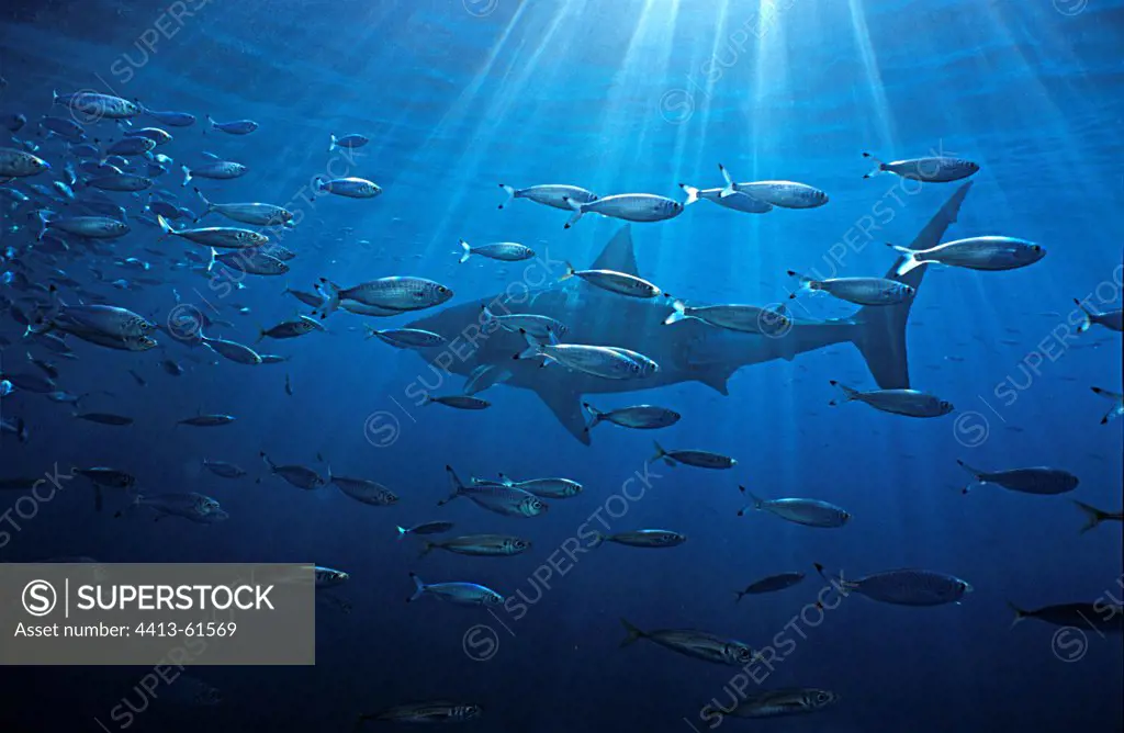 Great White Shark swimming among a school of fishes